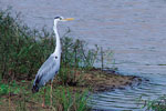Yala National Park 