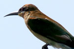 Yala National Park Sri Lanka