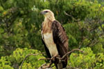 Yala National Park Sri Lanka