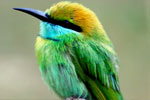 Yala National Park 