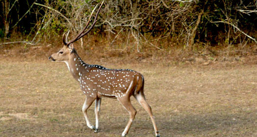 Yala Village Sri Lanka