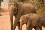 Yala National Park Sri Lanka