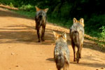 Yala National Park Sri Lanka
