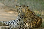 Yala National Park 