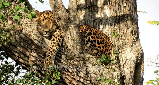 Yala Village Sri Lanka