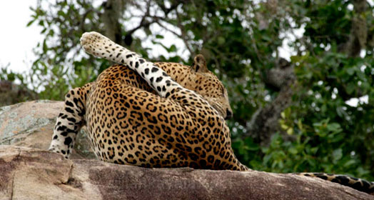 Yala Village Sri Lanka