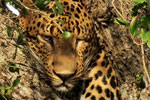 Yala National Park Sri Lanka