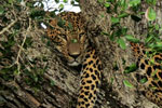 Yala National Park Sri Lanka
