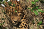 Yala National Park Sri Lanka