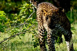 Yala National Park Sri Lanka