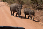 Yala National Park Sri Lanka