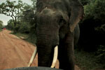 Yala National Park Sri Lanka
