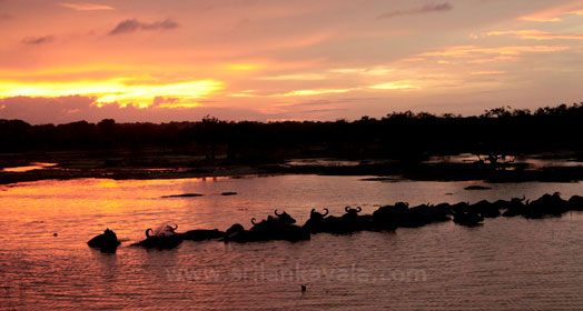 Yala Village Sri Lanka