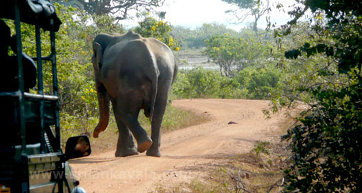 Yala Village Sri Lanka