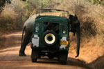 Yala National Park Sri Lanka